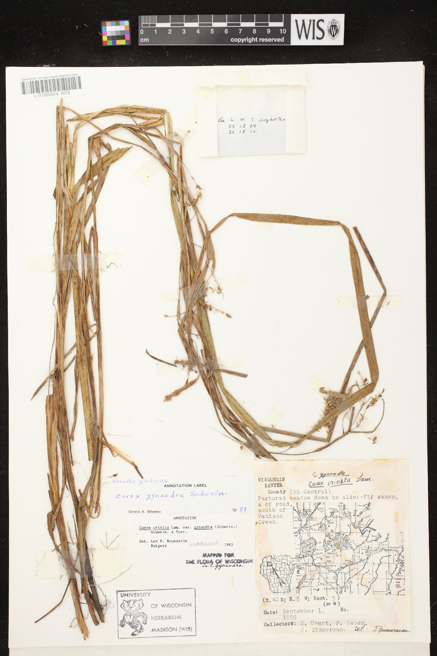 Carex gynandra image
