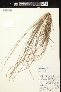 Carex haydenii image