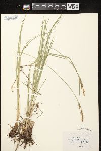 Carex haydenii image