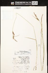 Carex haydenii image