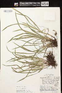 Carex hirtifolia image