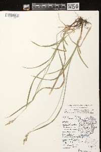 Carex hirtifolia image