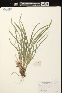 Carex hirtifolia image