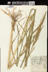 Spartina pectinata image