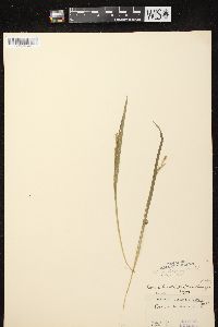 Carex hirtifolia image