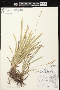 Carex hirtifolia image