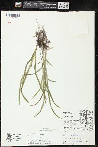 Carex hirtifolia image