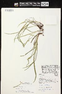 Carex hirtifolia image