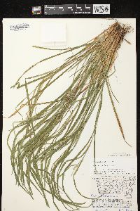 Carex hitchcockiana image