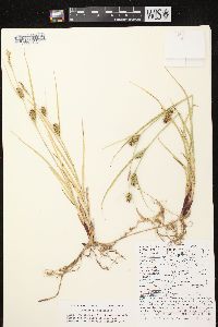 Carex houghtoniana image