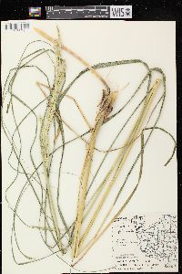 Spartina pectinata image