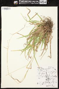 Carex arctata image