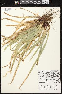 Carex arctata image