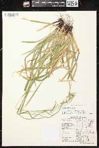 Carex arctata image