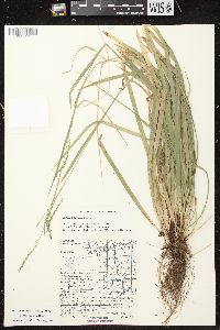 Carex arctata image