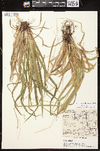 Carex arctata image