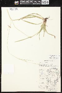 Carex arctata image