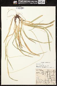 Carex arctata image