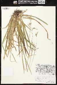 Carex arctata image