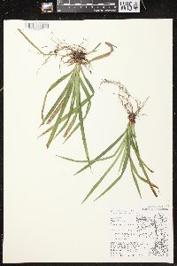 Carex arctata image