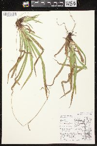 Carex arctata image