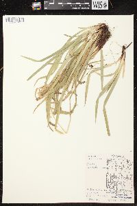 Carex arctata image