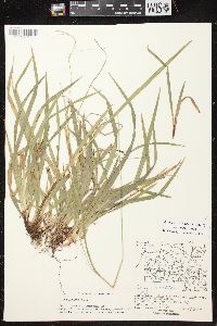 Carex arctata image