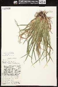 Carex arctata image