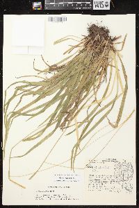 Carex arctata image