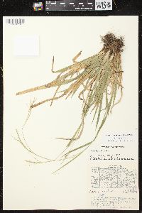 Carex arctata image