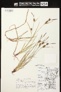 Carex houghtoniana image