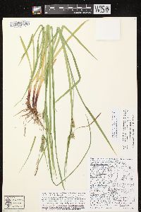 Carex houghtoniana image