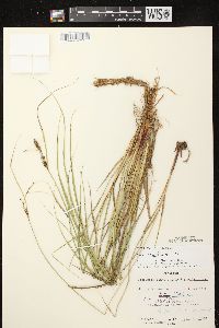 Carex houghtoniana image