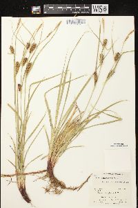 Carex houghtoniana image