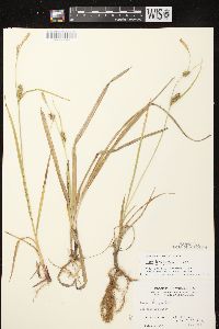 Carex houghtoniana image