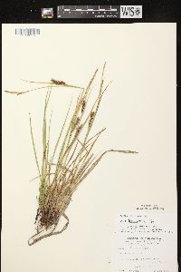 Carex houghtoniana image