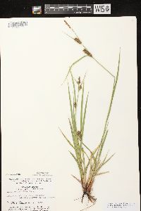 Carex houghtoniana image