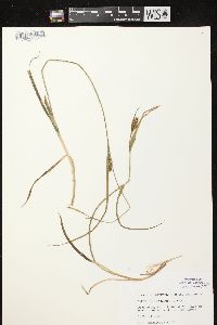 Carex houghtoniana image