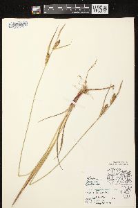 Carex houghtoniana image