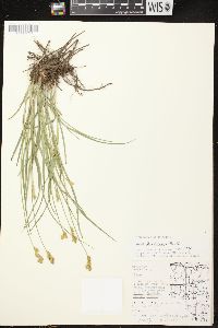 Carex bicknellii image