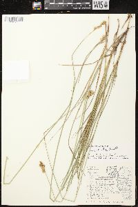 Carex bicknellii image