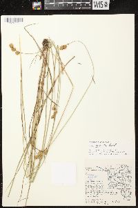 Carex bicknellii image