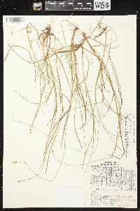 Carex brunnescens subsp. sphaerostachya image