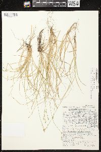 Carex brunnescens subsp. sphaerostachya image