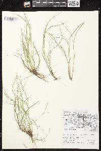 Carex brunnescens subsp. sphaerostachya image