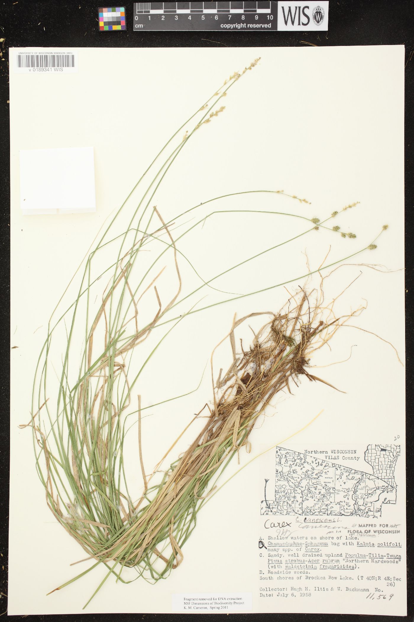 Carex canescens subsp. canescens image