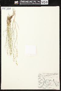 Image of Carex curta