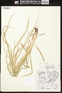 Carex cephaloidea image