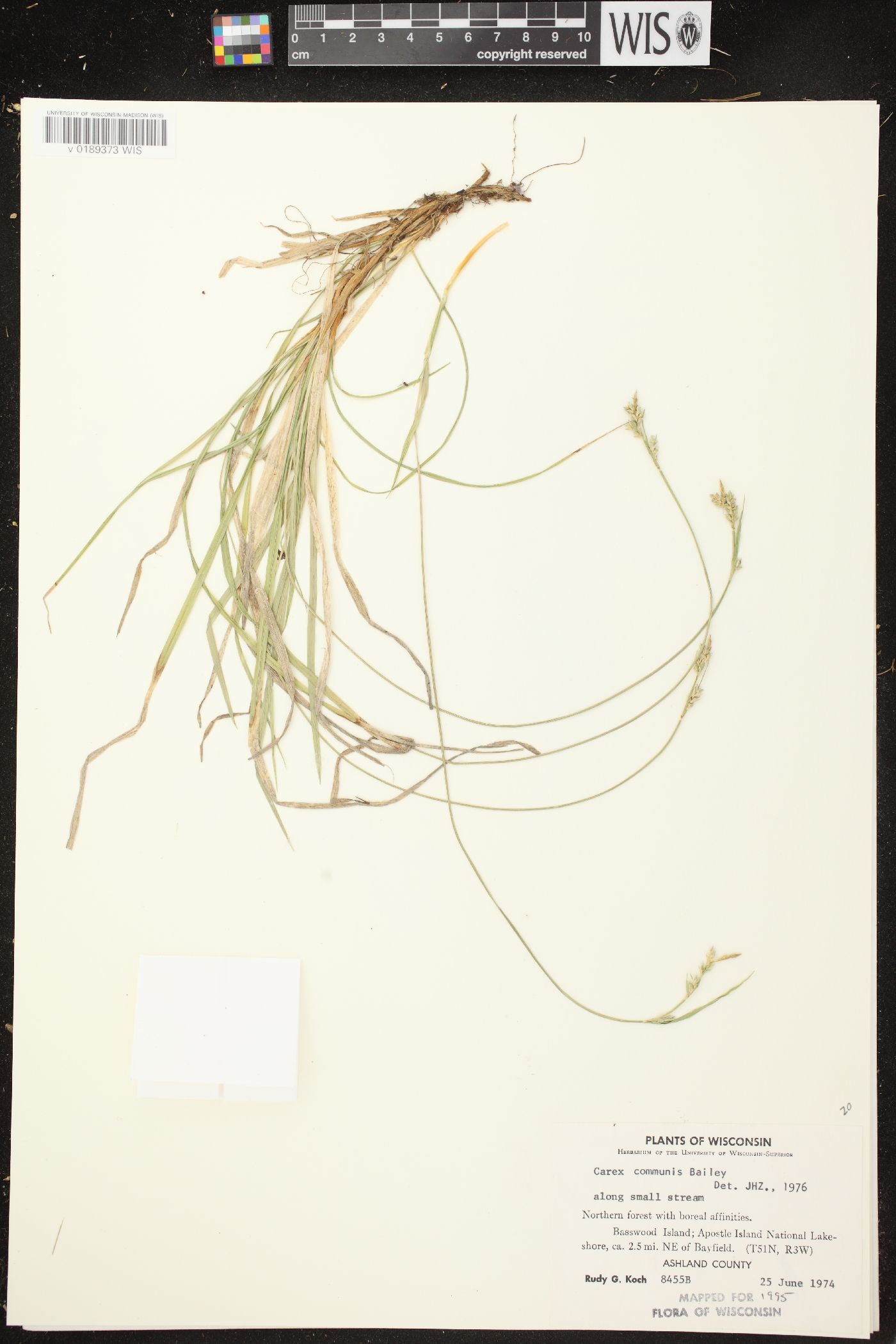 Carex communis var. communis image
