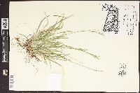 Carex communis var. communis image